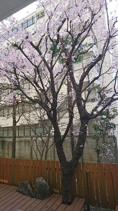 f:id:mfchelseaqueen:20190324083816j:plain