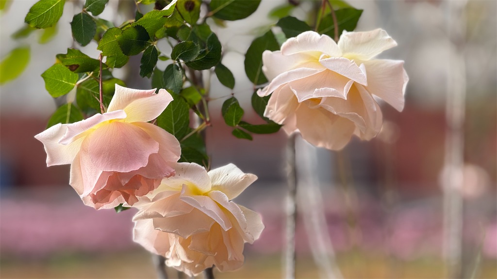 f:id:mfelice001:20260108084619j:image