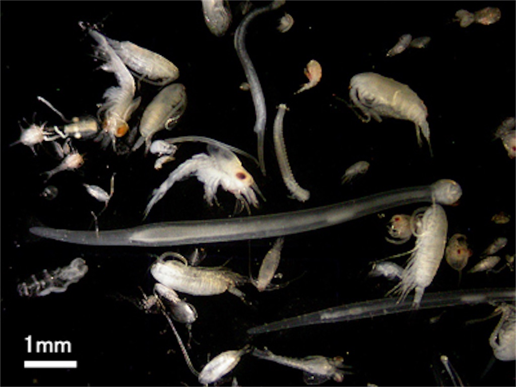 f:id:mfgpAJMBstyle:20190509041405j:image