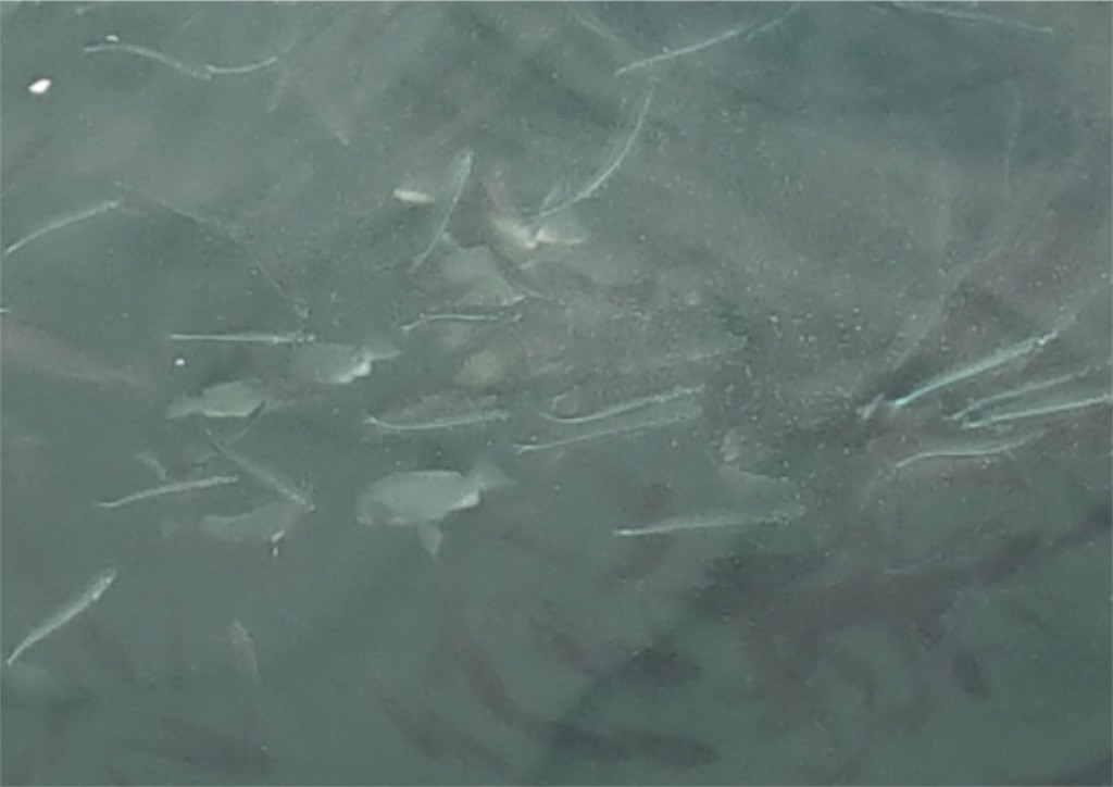 f:id:mfgpAJMBstyle:20210919101511j:image f:id:mfgpAJMBstyle:20210919101511j:image