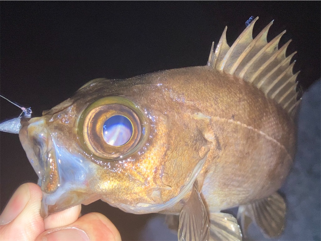 f:id:mfgpAJMBstyle:20250414113246j:image