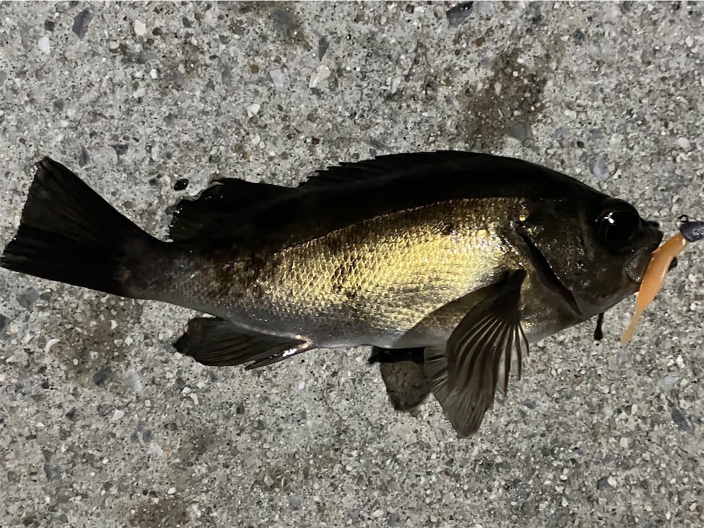 f:id:mfgpAJMBstyle:20250414113319j:image