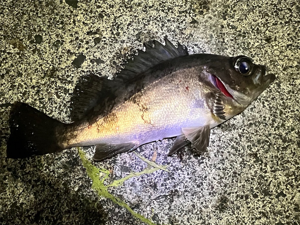 f:id:mfgpAJMBstyle:20250414113352j:image