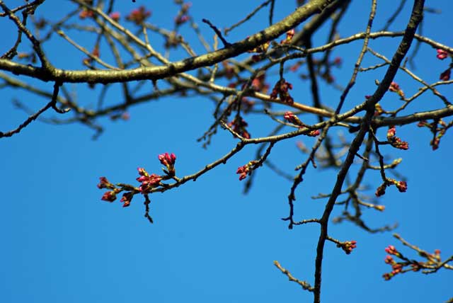 f:id:mfigure:20170403204244j:plain