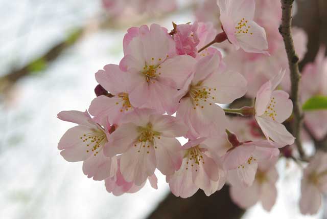 f:id:mfigure:20170408183600j:plain f:id:mfigure:20170408183600j:plain