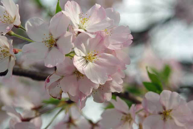f:id:mfigure:20170408183627j:plain f:id:mfigure:20170408183627j:plain