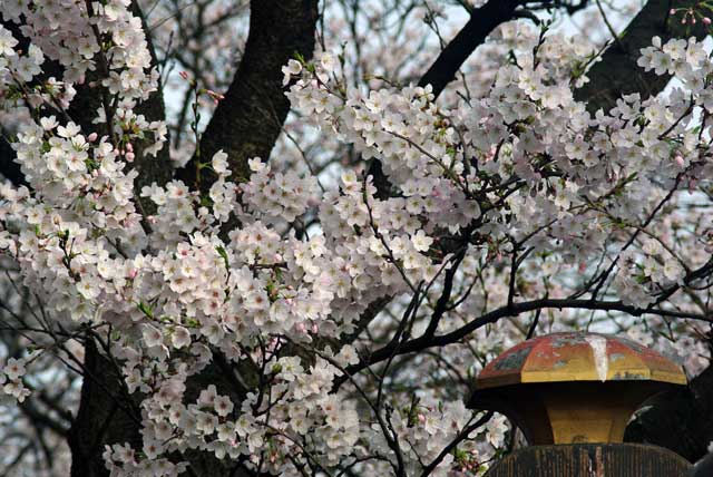 f:id:mfigure:20170408185243j:plain f:id:mfigure:20170408185243j:plain