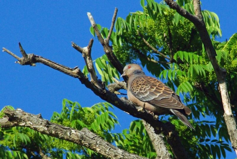 入門用300mmの望遠ズームレンズで野鳥の写真がやっと撮れたよ