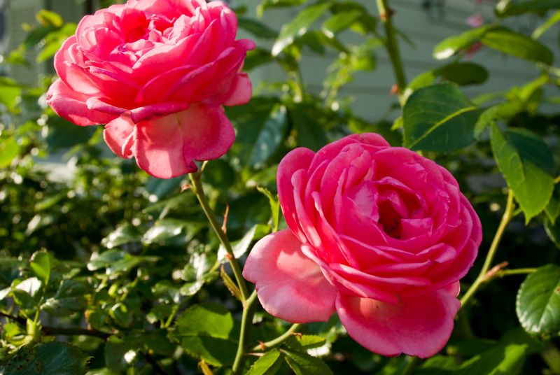 f:id:mfigure:20170601170533j:plain f:id:mfigure:20170601170533j:plain