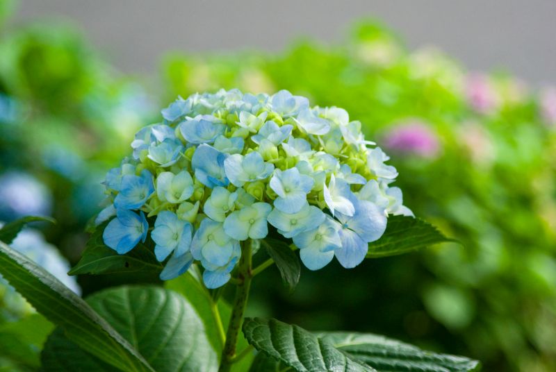 f:id:mfigure:20170613172147j:plain