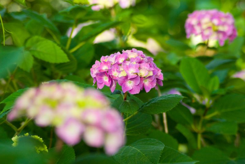 f:id:mfigure:20170613173827j:plain