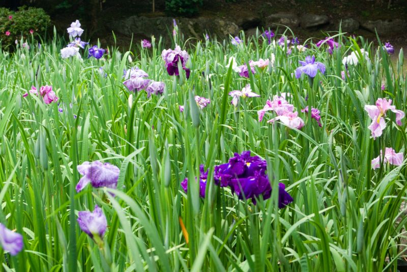 f:id:mfigure:20170620155513j:plain f:id:mfigure:20170620155513j:plain