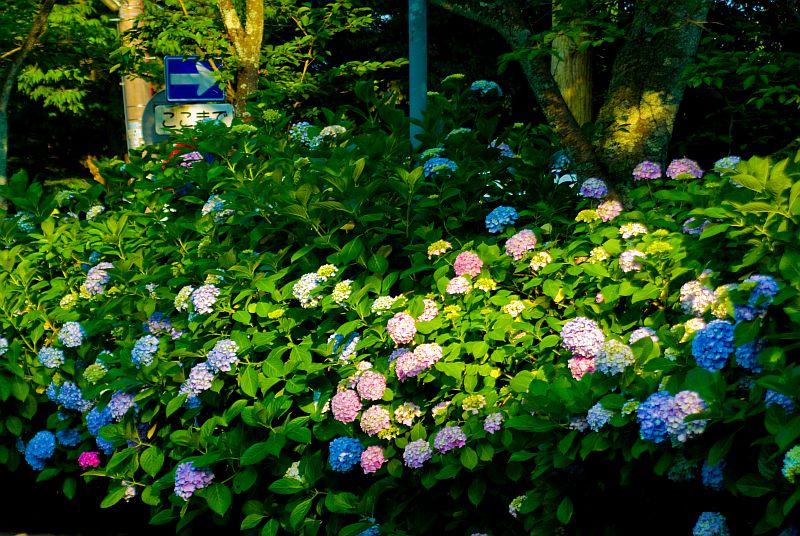 f:id:mfigure:20170623172354j:plain