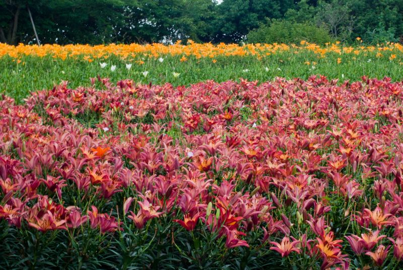 f:id:mfigure:20170701151407j:plain f:id:mfigure:20170701151407j:plain