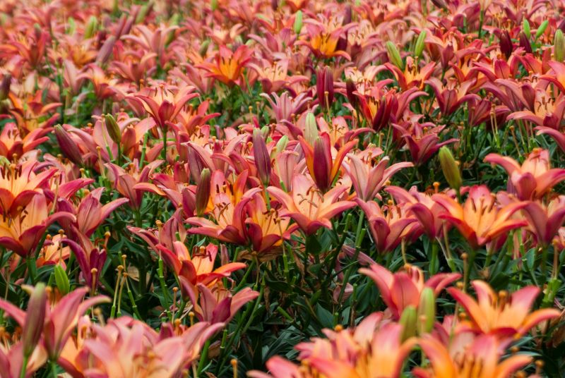 f:id:mfigure:20170701152026j:plain f:id:mfigure:20170701152026j:plain