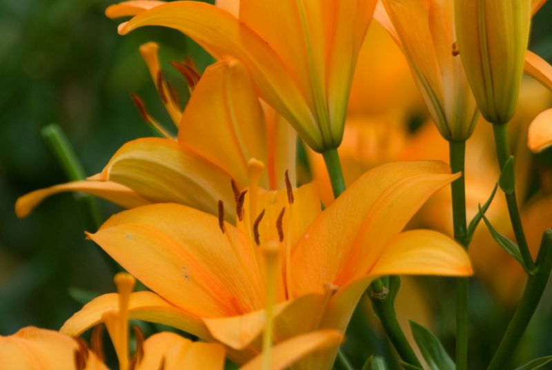 f:id:mfigure:20170701153429j:plain f:id:mfigure:20170701153429j:plain