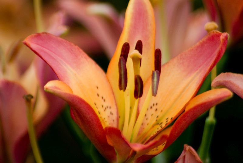 f:id:mfigure:20170701154335j:plain f:id:mfigure:20170701154335j:plain