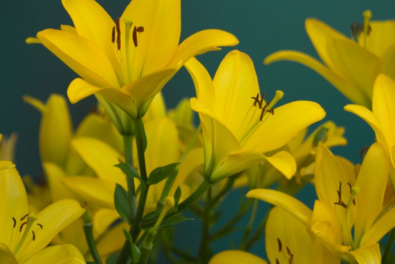 f:id:mfigure:20170701154559j:plain f:id:mfigure:20170701154559j:plain