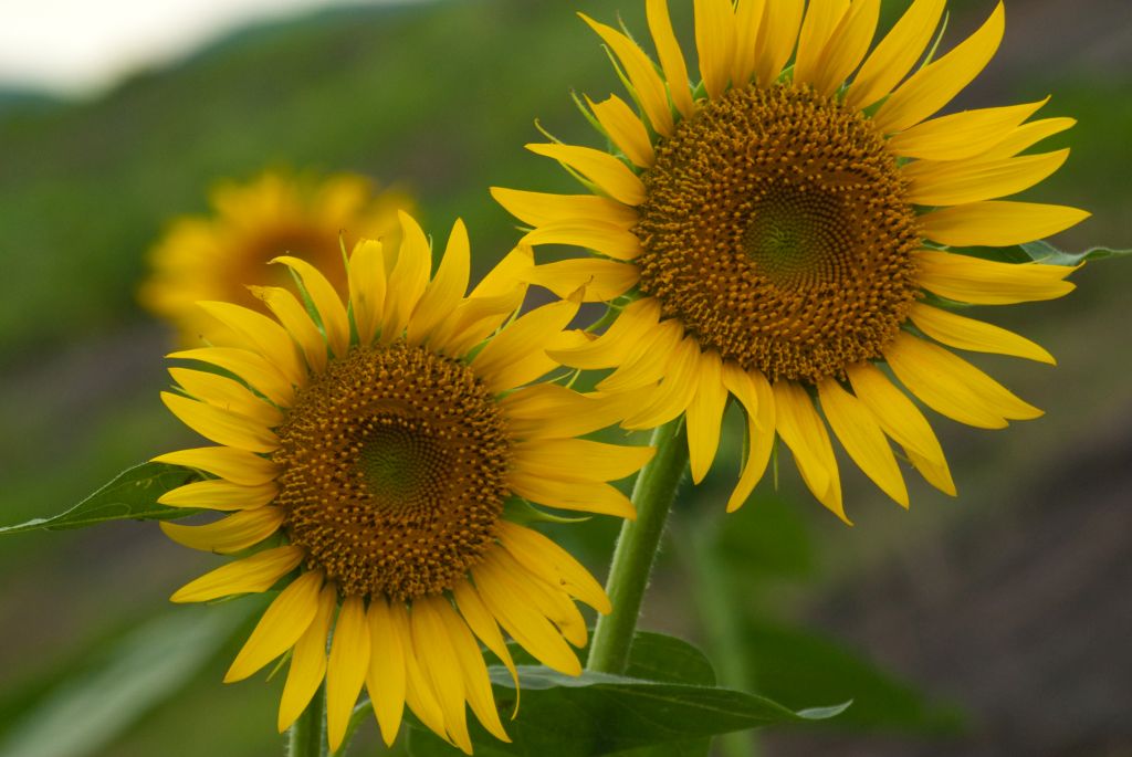 f:id:mfigure:20170801175643j:plain