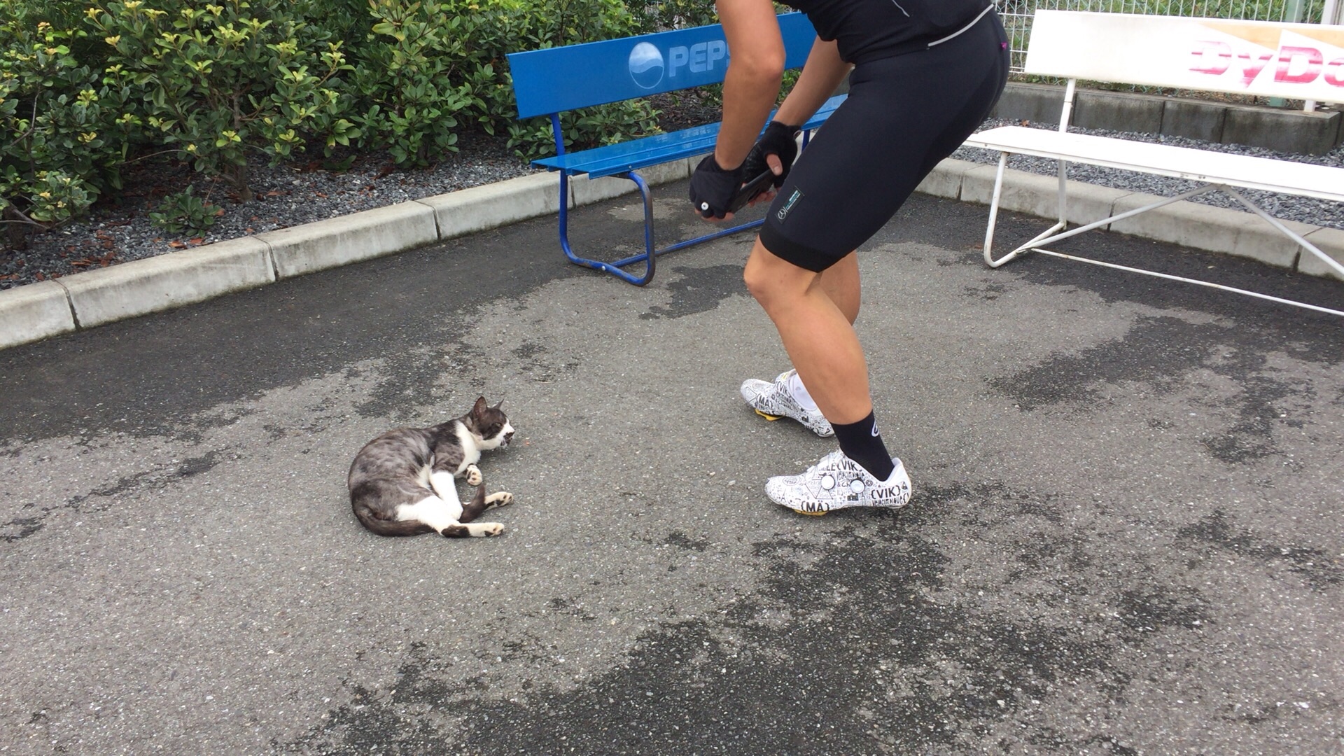 f:id:mfj_maap_jp:20170806062645j:image f:id:mfj_maap_jp:20170806062645j:image