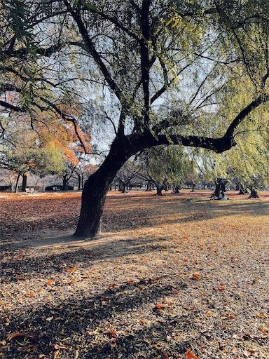 f:id:mforest205:20251221135722j:image