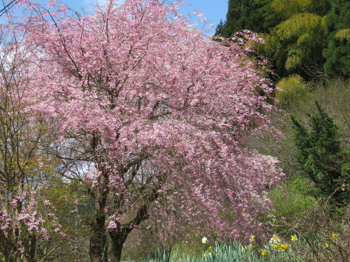 f:id:mfujihara:20200405182503j:plain