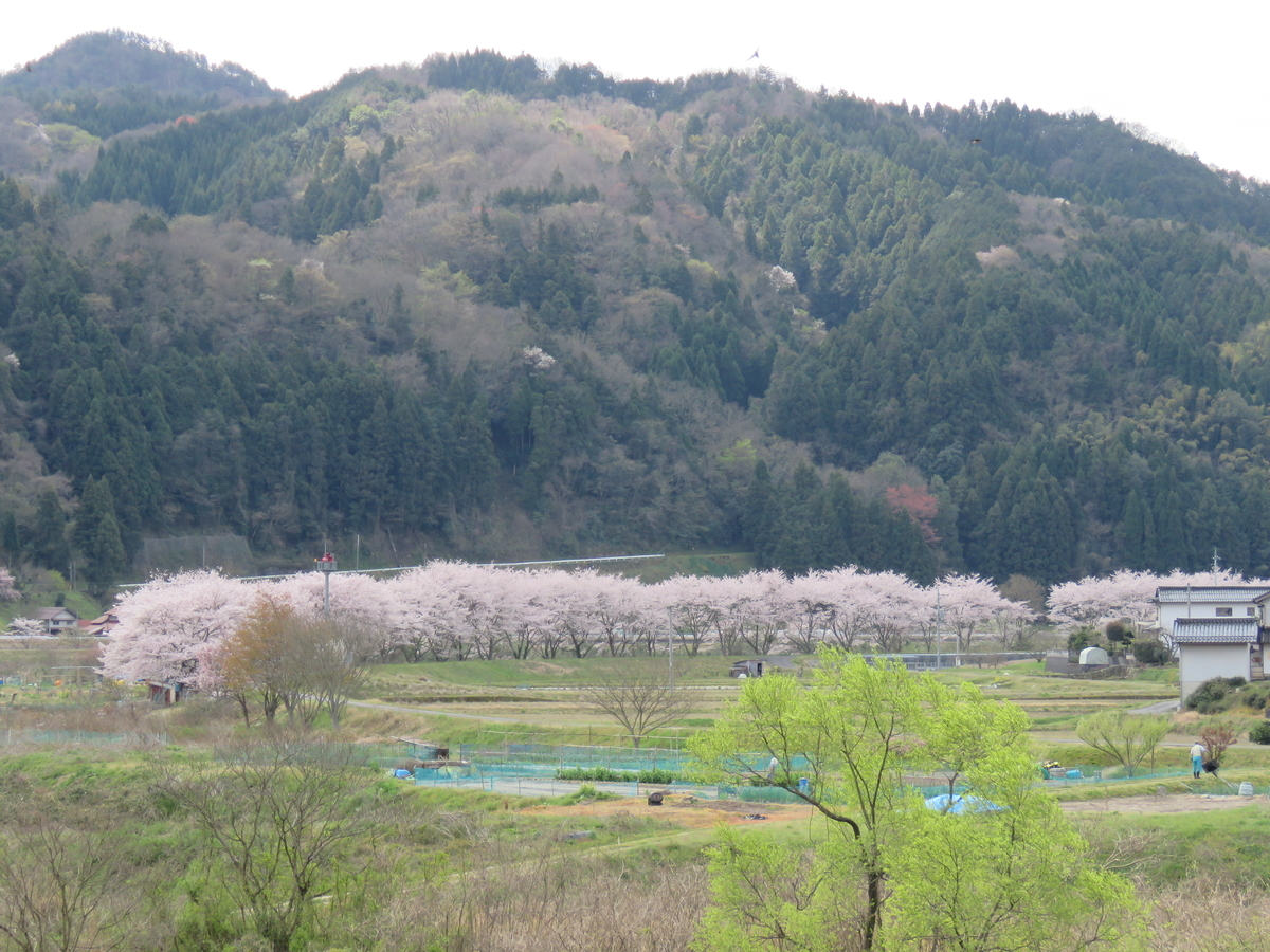 f:id:mfujihara:20200405183346j:plain