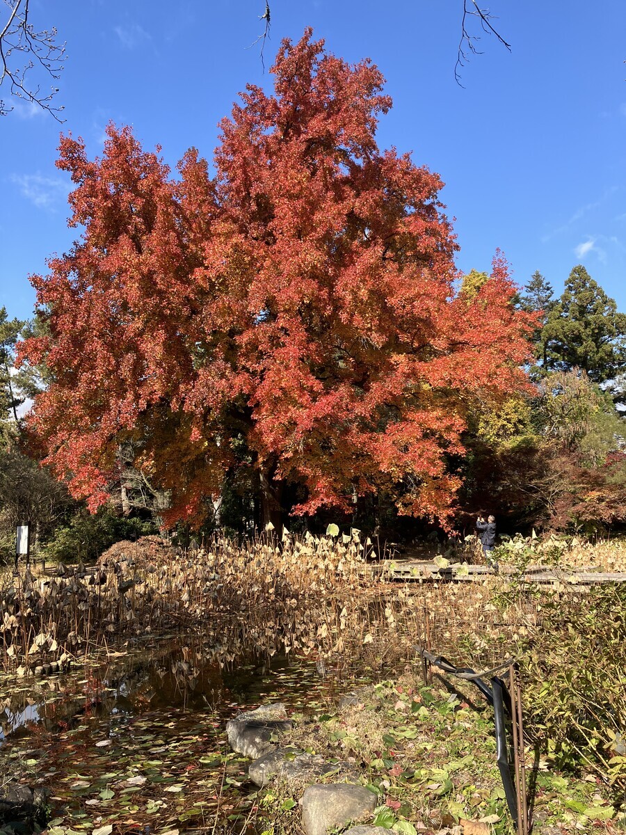 フウの木・京都府立植物園 - 藤野正弘の京都まち暮らし