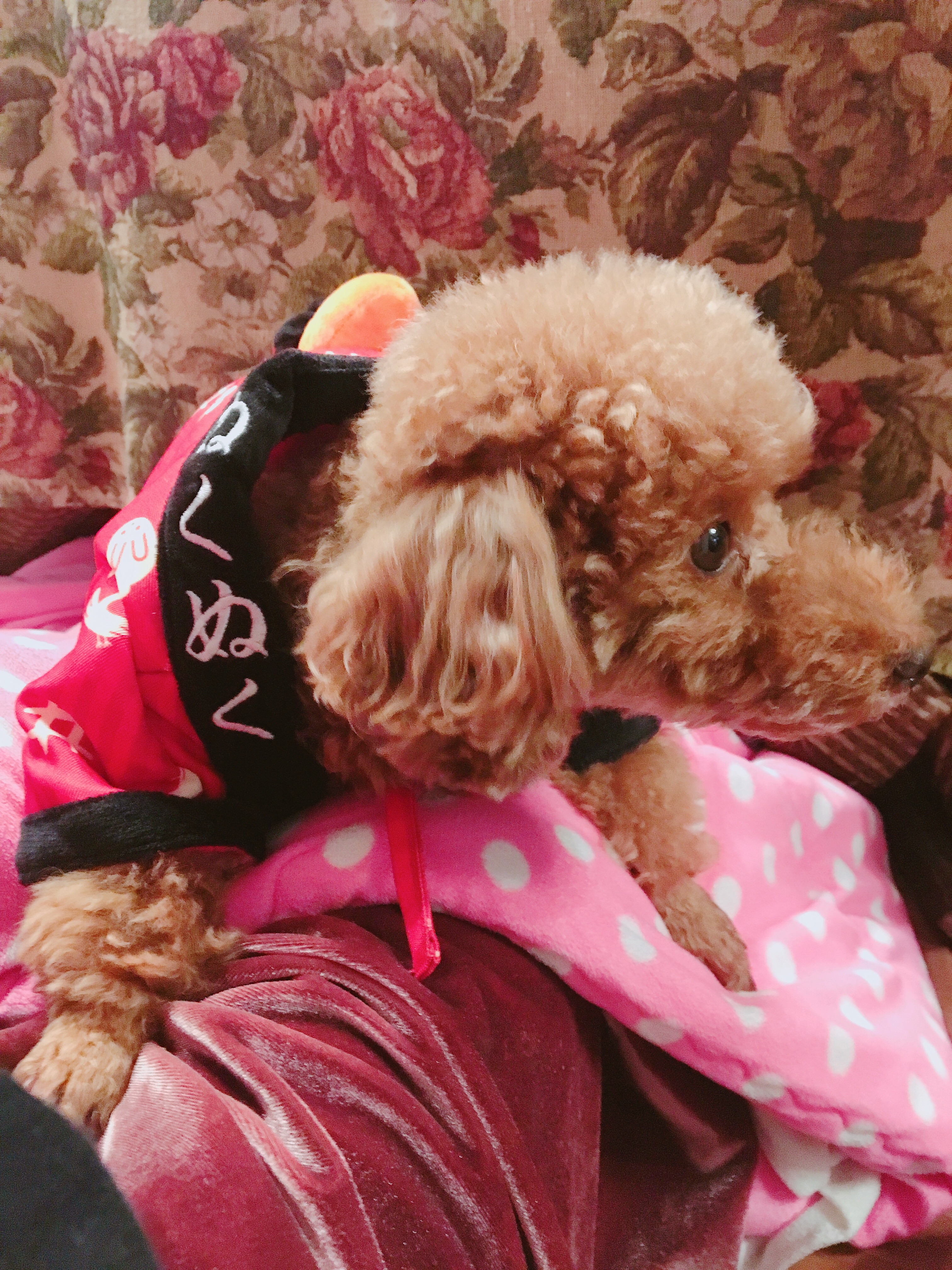 f:id:mg2ya6:20180105130546j:image f:id:mg2ya6:20180105130546j:image