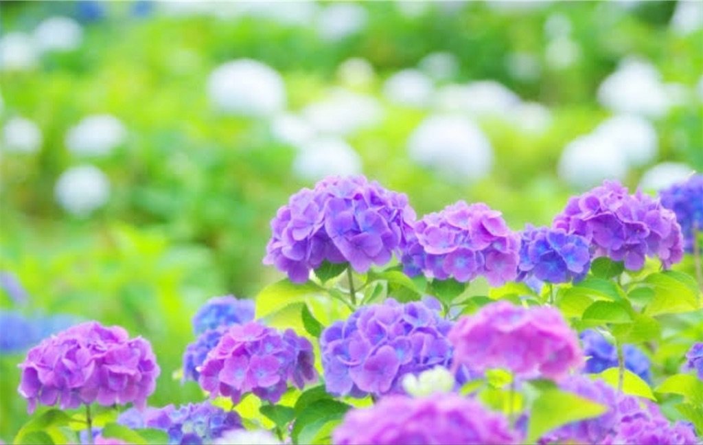 f:id:mg3kensinmemo:20210524134913j:plain
