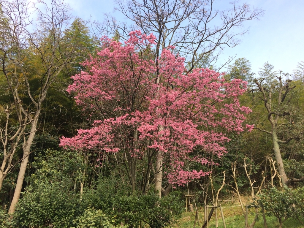 f:id:mgmkun:20180111100840j:plain