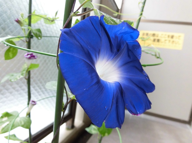 f:id:mharuki:20170625173631j:plain f:id:mharuki:20170625173631j:plain