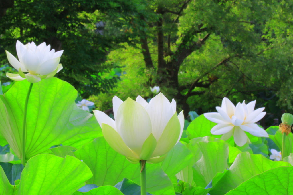 f:id:mhkj2:20170722062155j:plain f:id:mhkj2:20170722062155j:plain