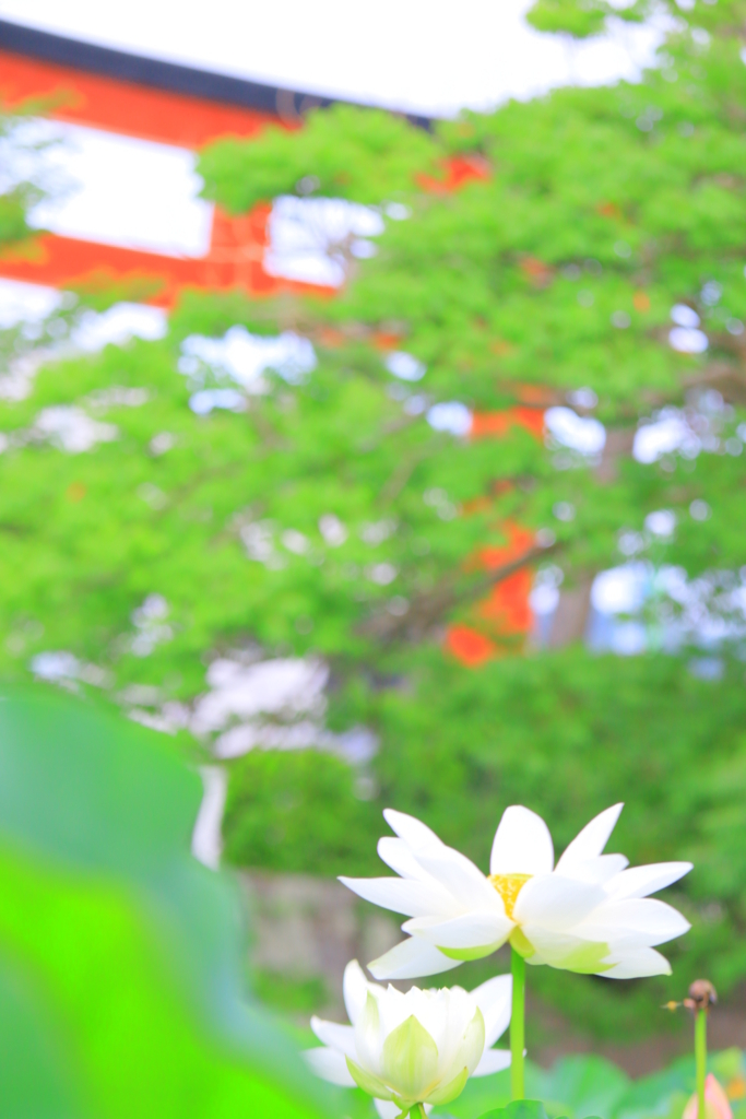f:id:mhkj2:20170722062810j:plain f:id:mhkj2:20170722062810j:plain