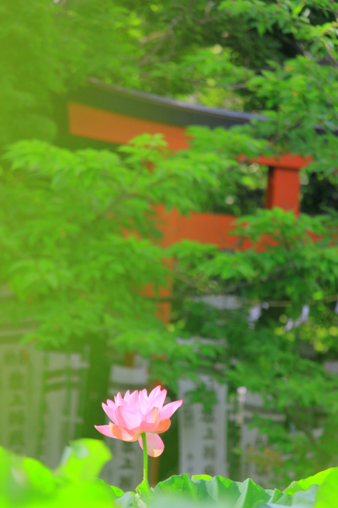f:id:mhkj2:20170722074800j:plain f:id:mhkj2:20170722074800j:plain