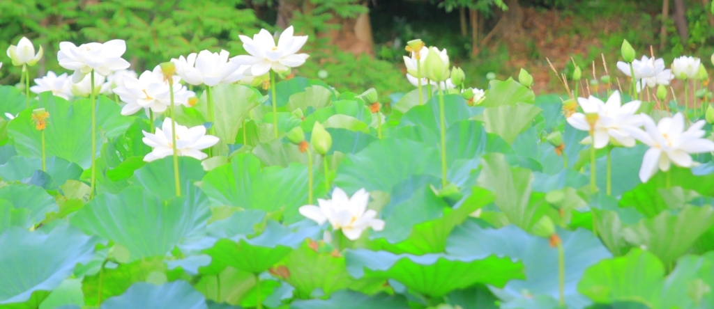 f:id:mhkj2:20170726142602j:plain f:id:mhkj2:20170726142602j:plain