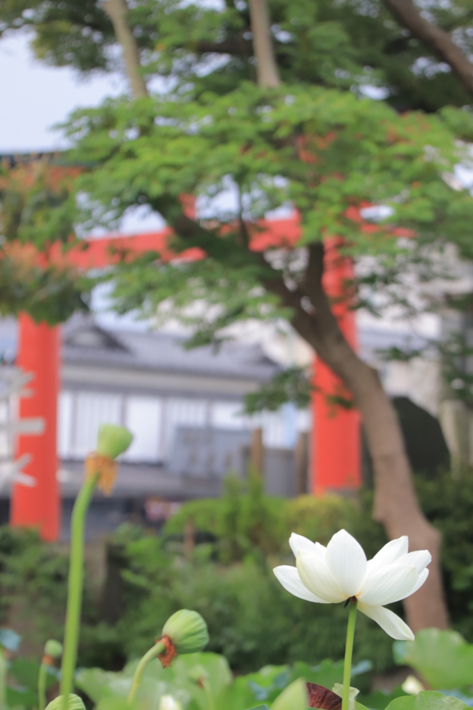 f:id:mhkj2:20180806053951j:plain f:id:mhkj2:20180806053951j:plain