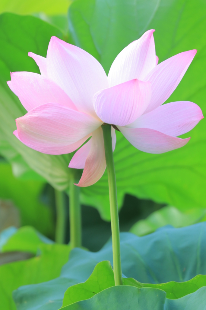 f:id:mhkj2:20180806055458j:plain f:id:mhkj2:20180806055458j:plain