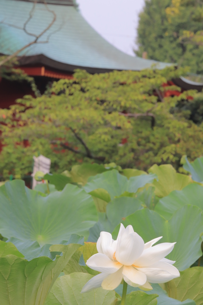 f:id:mhkj2:20180806060154j:plain f:id:mhkj2:20180806060154j:plain