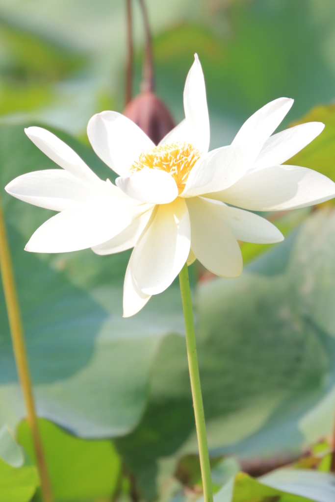 f:id:mhkj2:20180806080155j:plain f:id:mhkj2:20180806080155j:plain