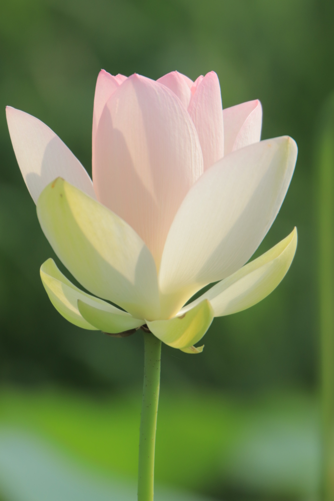 f:id:mhkj2:20180806080254j:plain f:id:mhkj2:20180806080254j:plain
