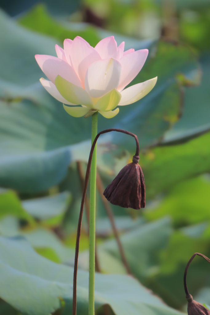 f:id:mhkj2:20180806081141j:plain f:id:mhkj2:20180806081141j:plain