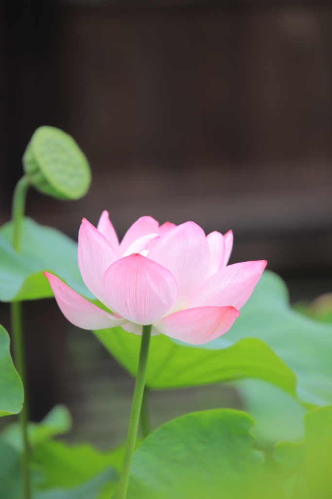 f:id:mhkj2:20180806101834j:plain f:id:mhkj2:20180806101834j:plain