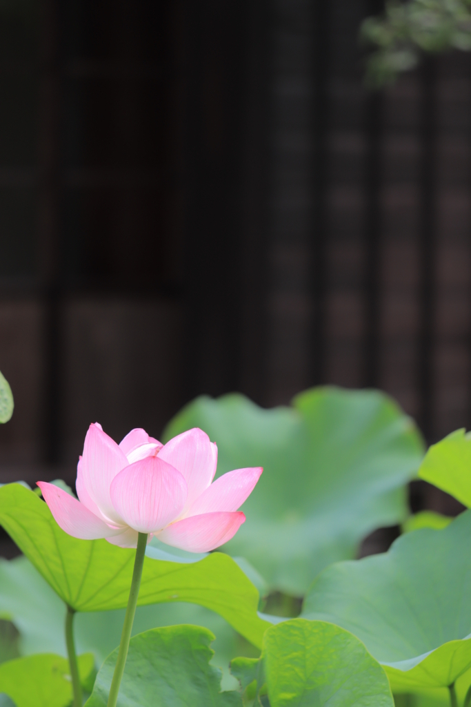 f:id:mhkj2:20180806102528j:plain f:id:mhkj2:20180806102528j:plain