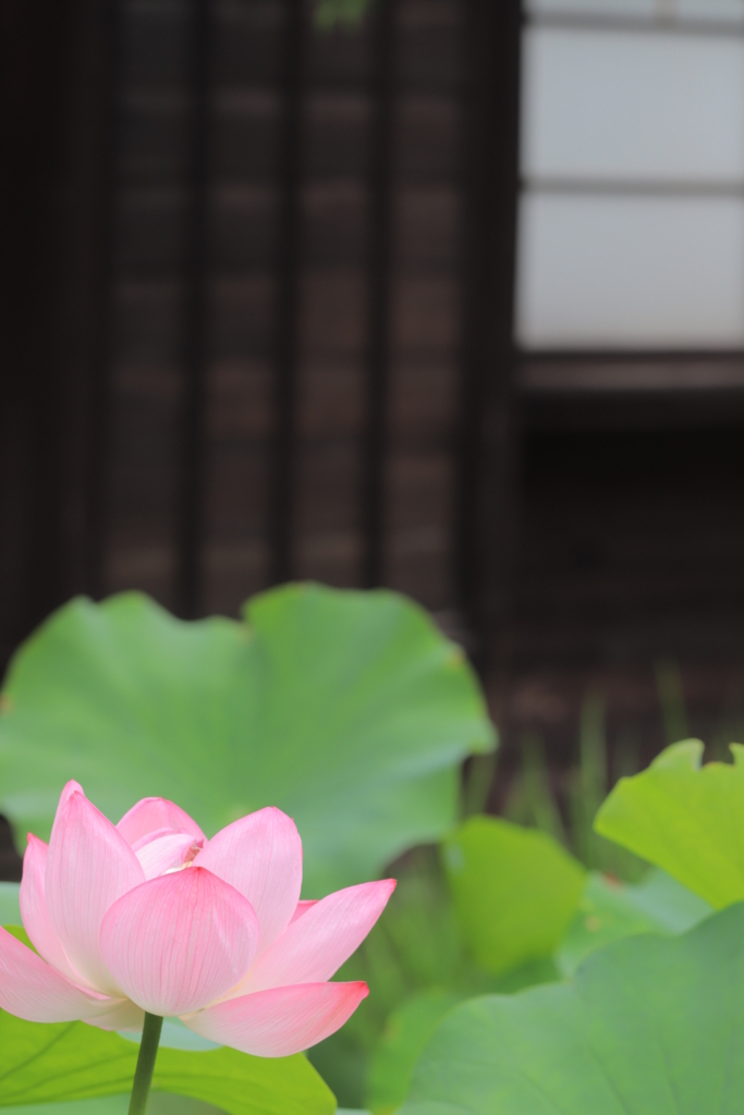 f:id:mhkj2:20180806104003j:plain f:id:mhkj2:20180806104003j:plain