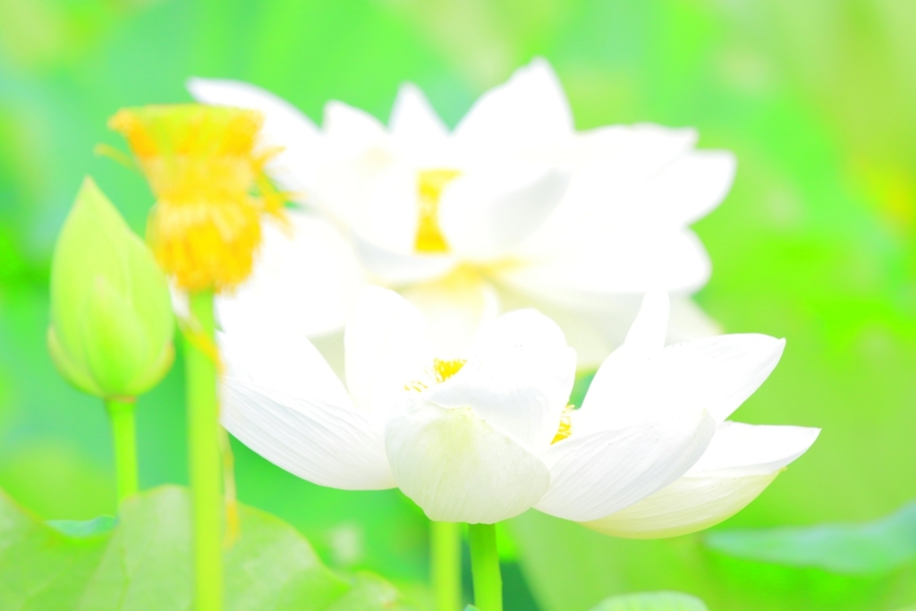 f:id:mhkj2:20180809115544j:plain f:id:mhkj2:20180809115544j:plain