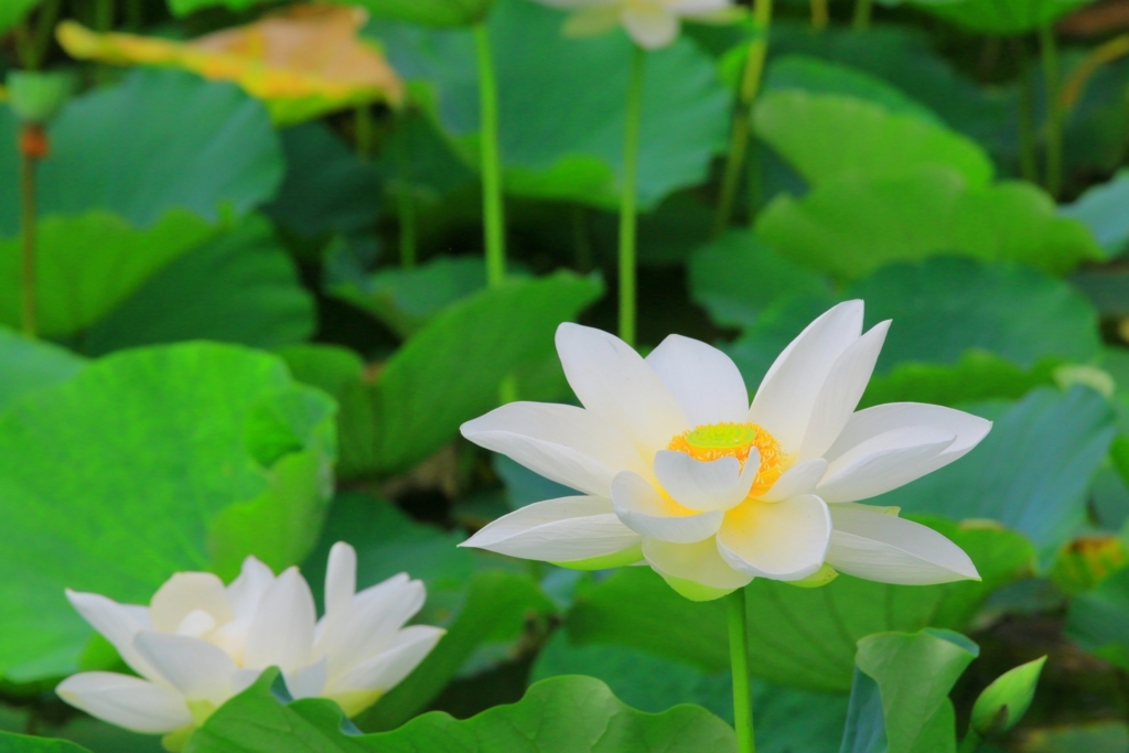 f:id:mhkj2:20180809115604j:plain f:id:mhkj2:20180809115604j:plain