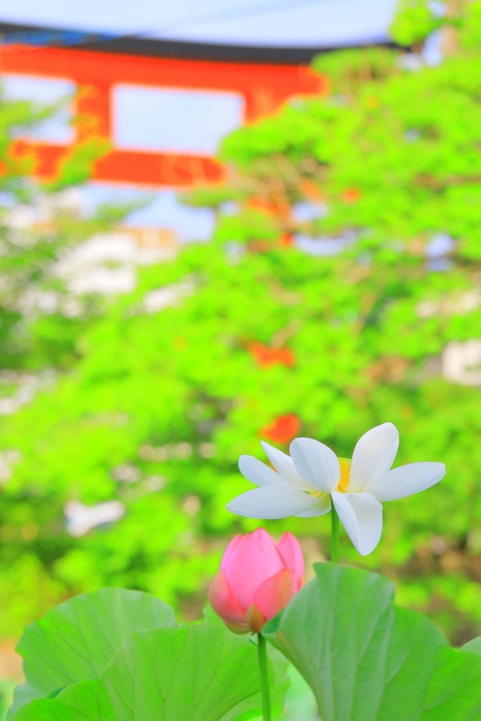 f:id:mhkj2:20180809120726j:plain f:id:mhkj2:20180809120726j:plain