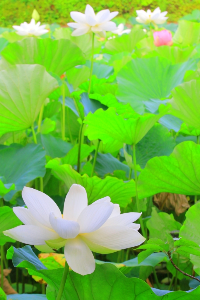 f:id:mhkj2:20180809120750j:plain f:id:mhkj2:20180809120750j:plain