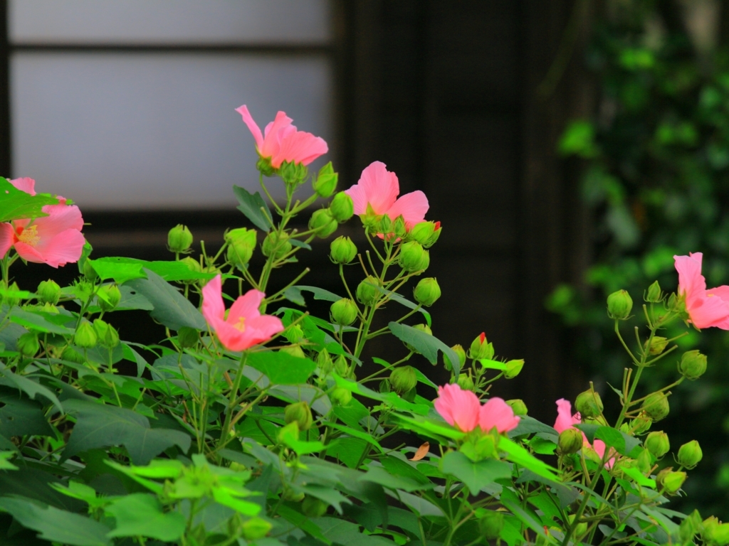 f:id:mhkj2:20180809121412j:plain f:id:mhkj2:20180809121412j:plain